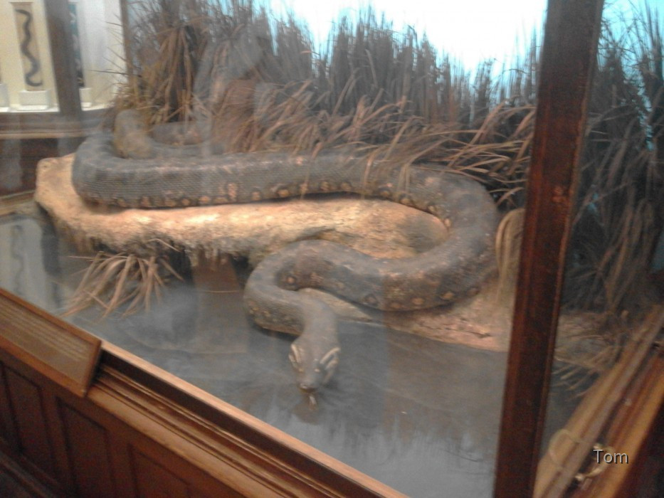 Naturhistorisches Museum