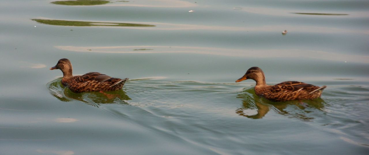 Tata Cseke-tó Enten