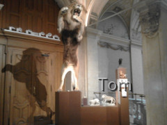 Naturhistorisches Museum