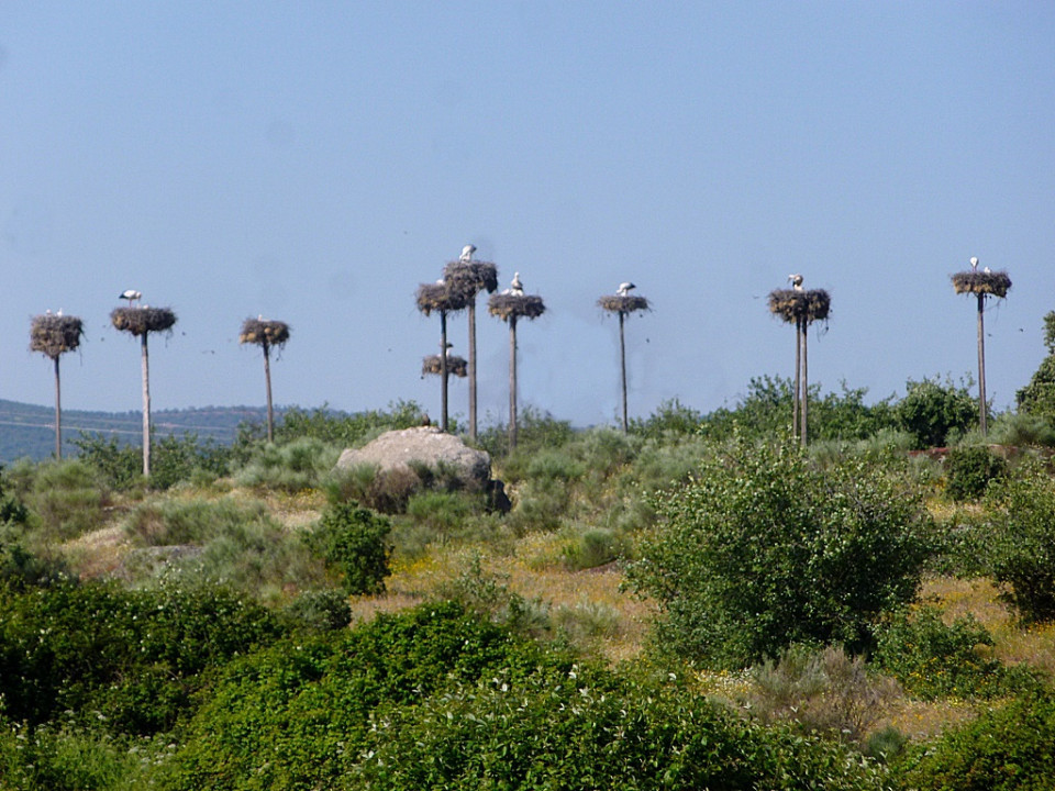 Storchennester