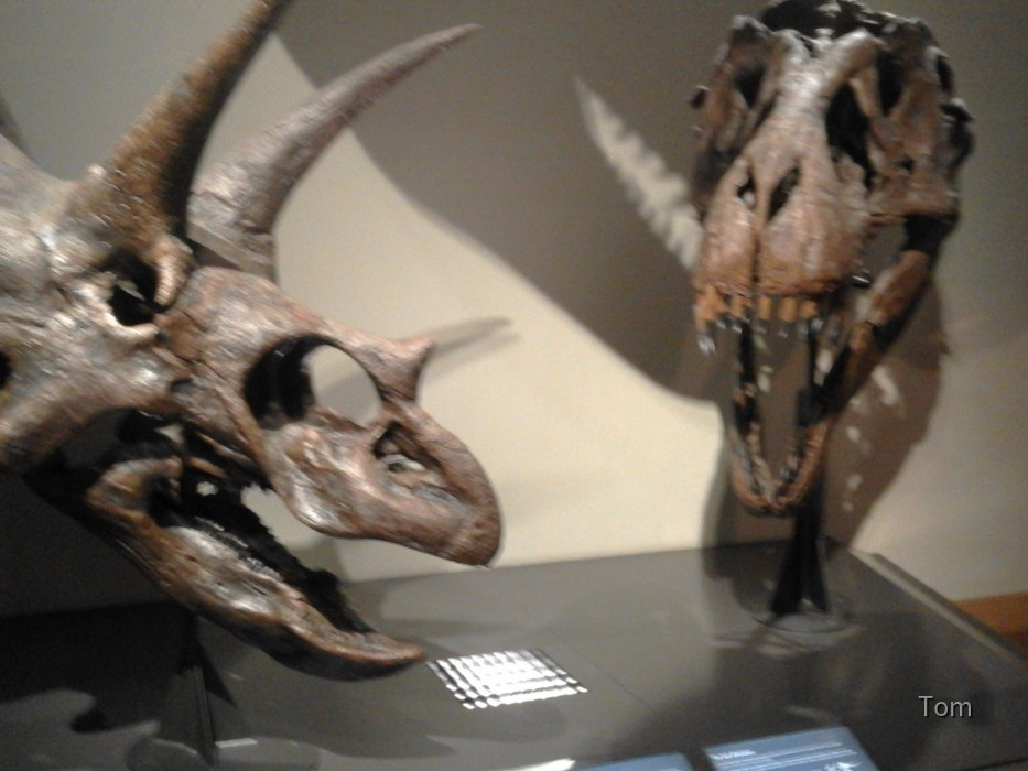 Naturhistorisches Museum