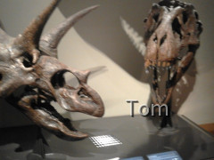 Naturhistorisches Museum