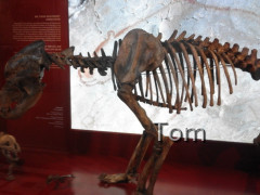 Naturhistorisches Museum