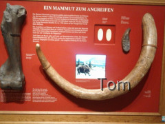 Naturhistorisches Museum