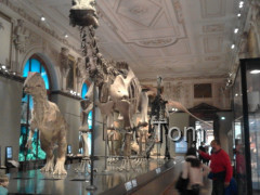 Naturhistorisches Museum