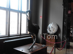 Naturhistorisches Museum