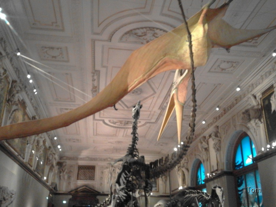 Naturhistorisches Museum