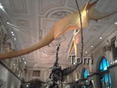Naturhistorisches Museum