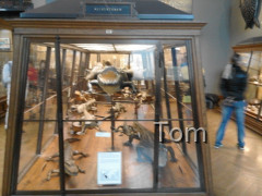 Naturhistorisches Museum