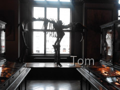 Naturhistorisches Museum