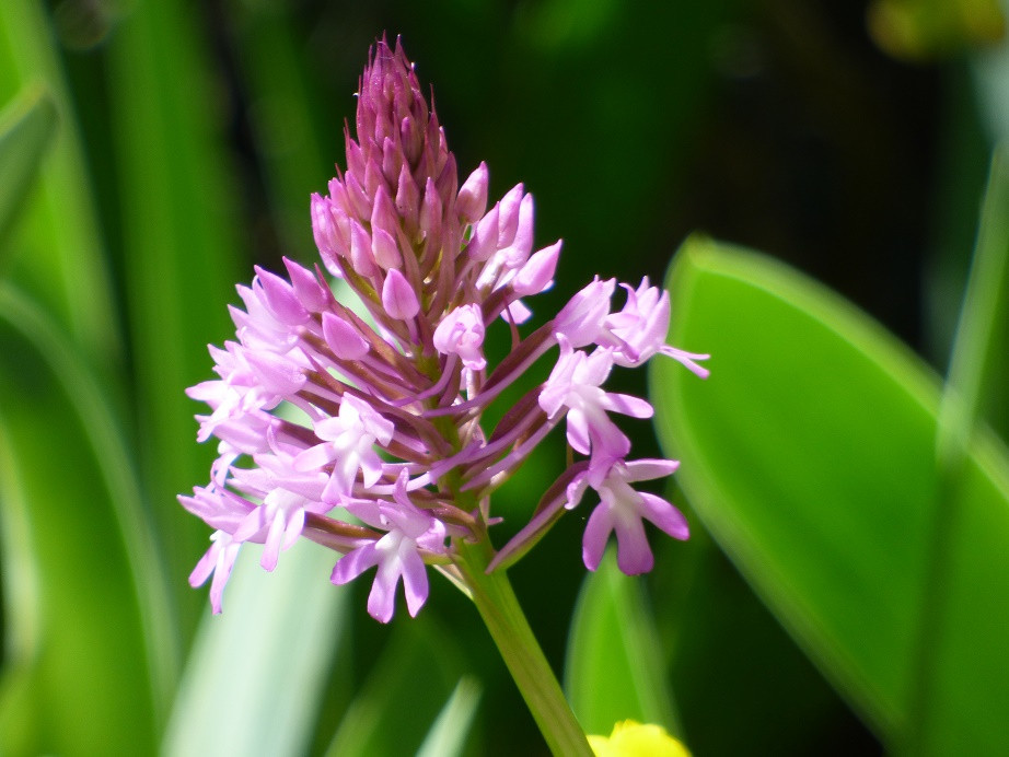 Hundswurz (Orchidee)