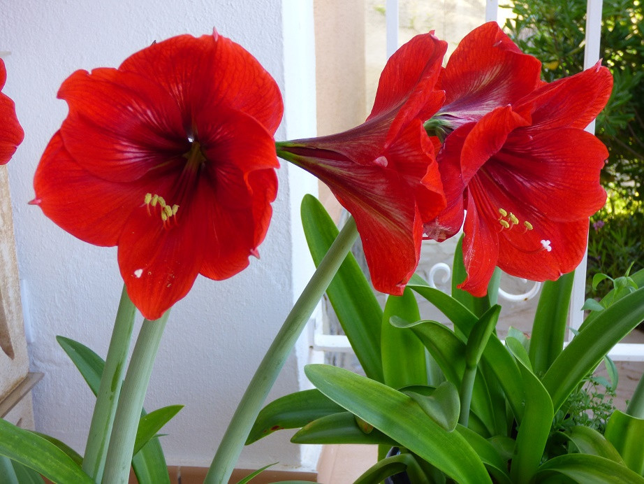 Amaryllis