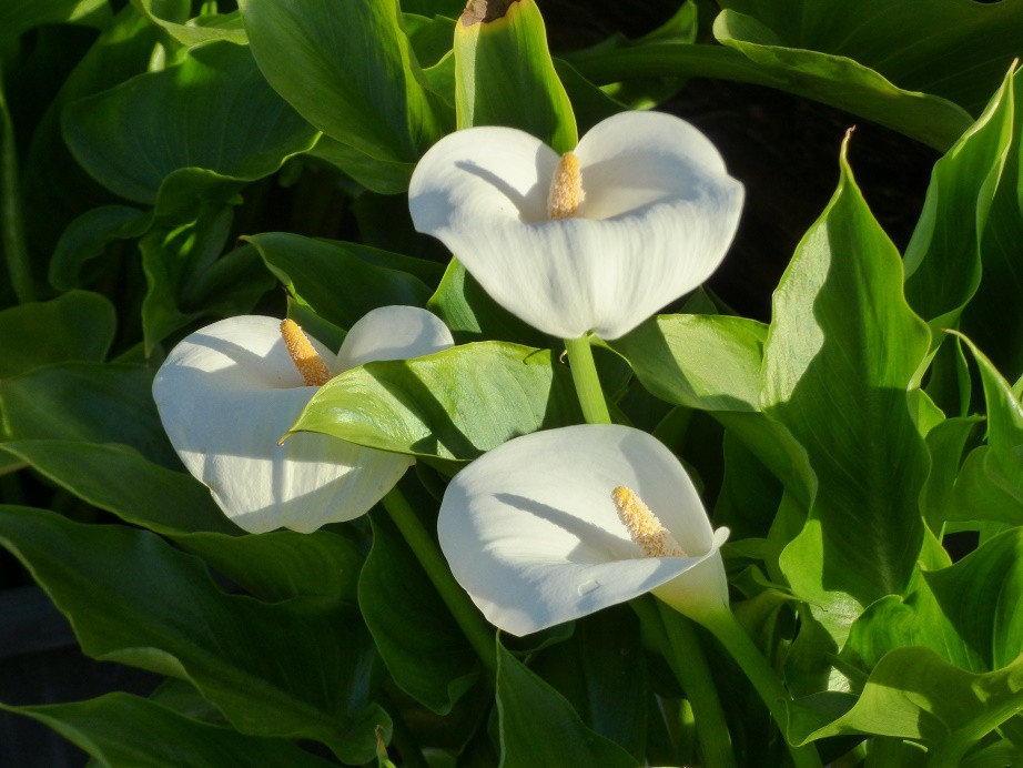 Calla