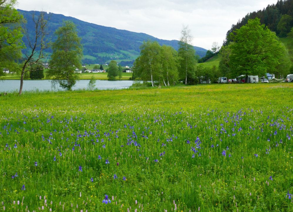 Sibirische Schwertlilie und Knabenkraut am Putterersee