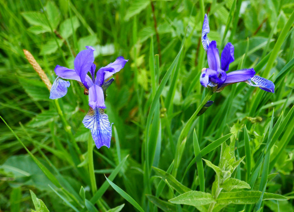 Sibirische Schwertlilie und Knabenkraut am Putterersee