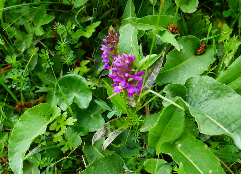 Sibirische Schwertlilie und Knabenkraut am Putterersee