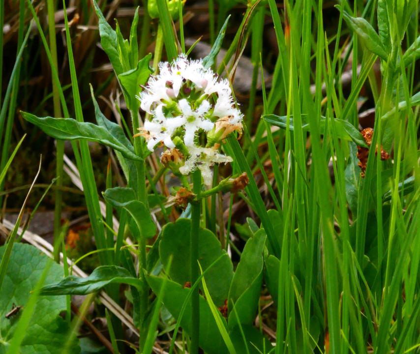 Sibirische Schwertlilie und Knabenkraut am Putterersee