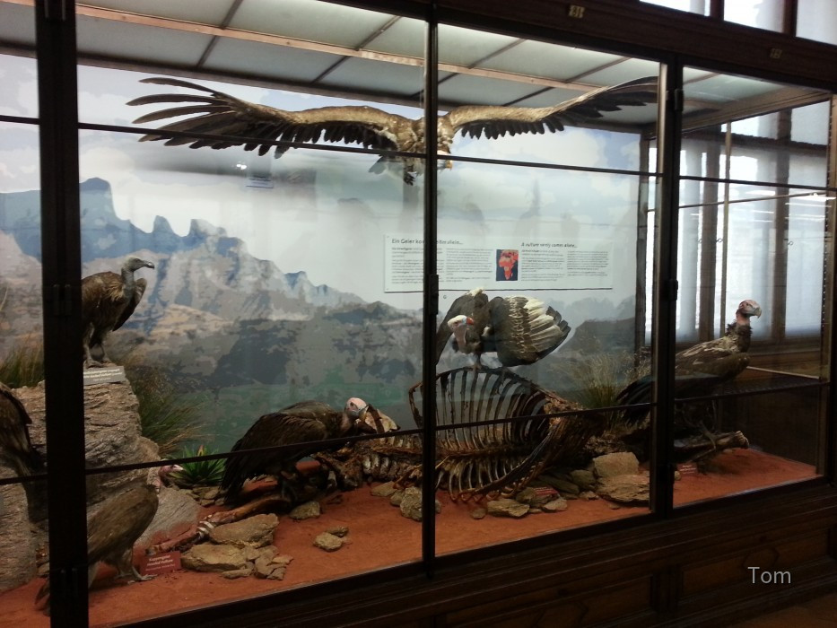 Naturhistorisches Museum