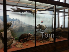 Naturhistorisches Museum