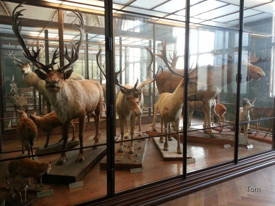 Naturhistorisches Museum