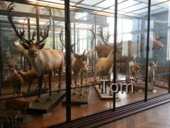 Naturhistorisches Museum