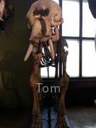 Naturhistorisches Museum