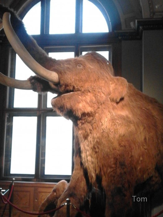Naturhistorisches Museum