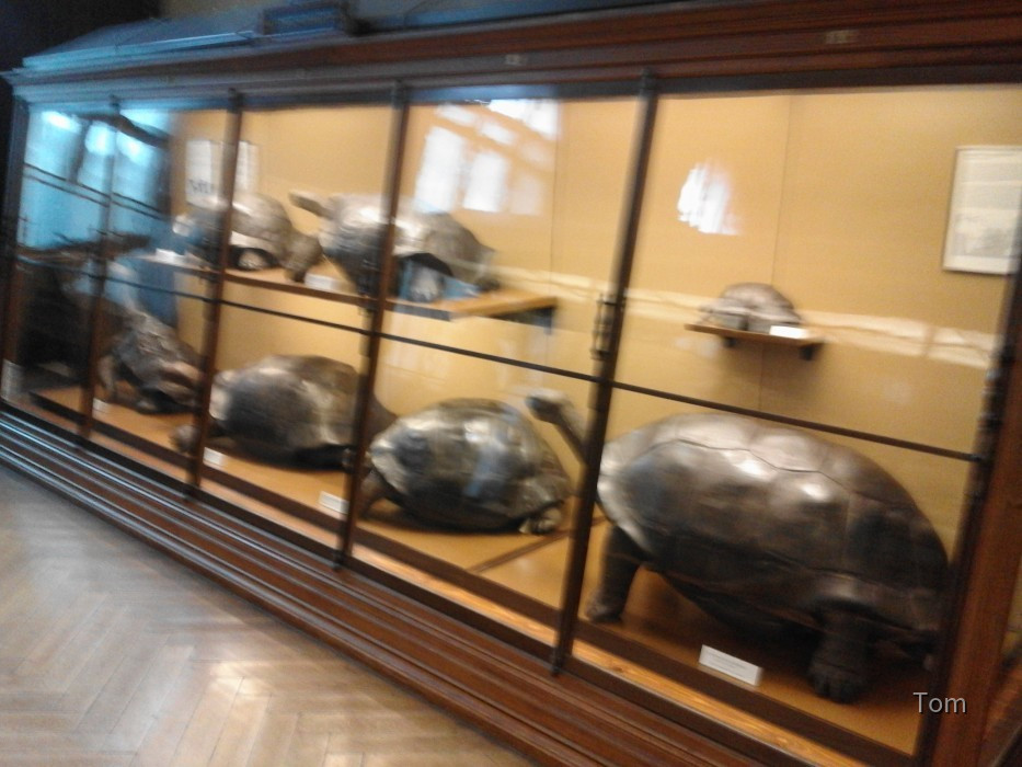 Naturhistorisches Museum