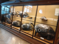 Naturhistorisches Museum