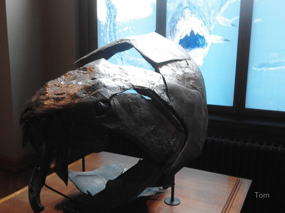 Naturhistorisches Museum