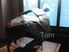 Naturhistorisches Museum