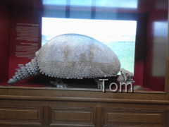 Naturhistorisches Museum