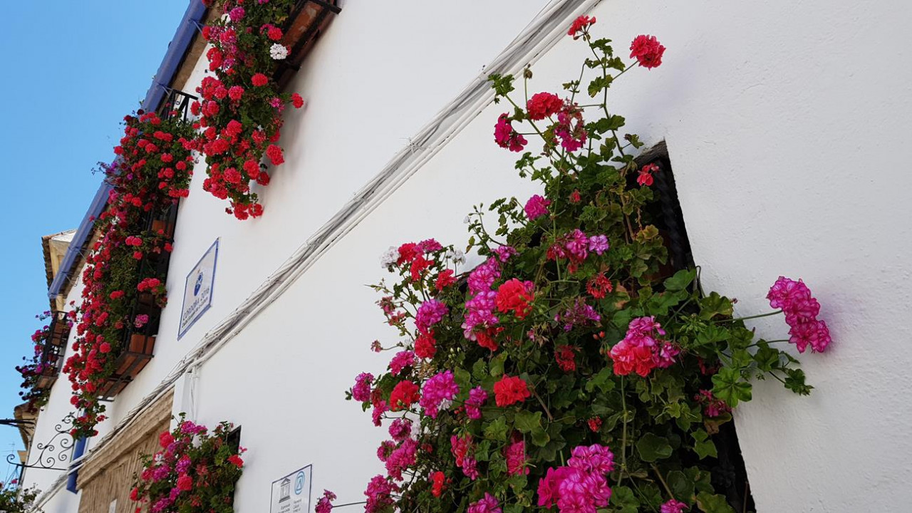 Patio6a