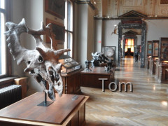 Naturhistorisches Museum
