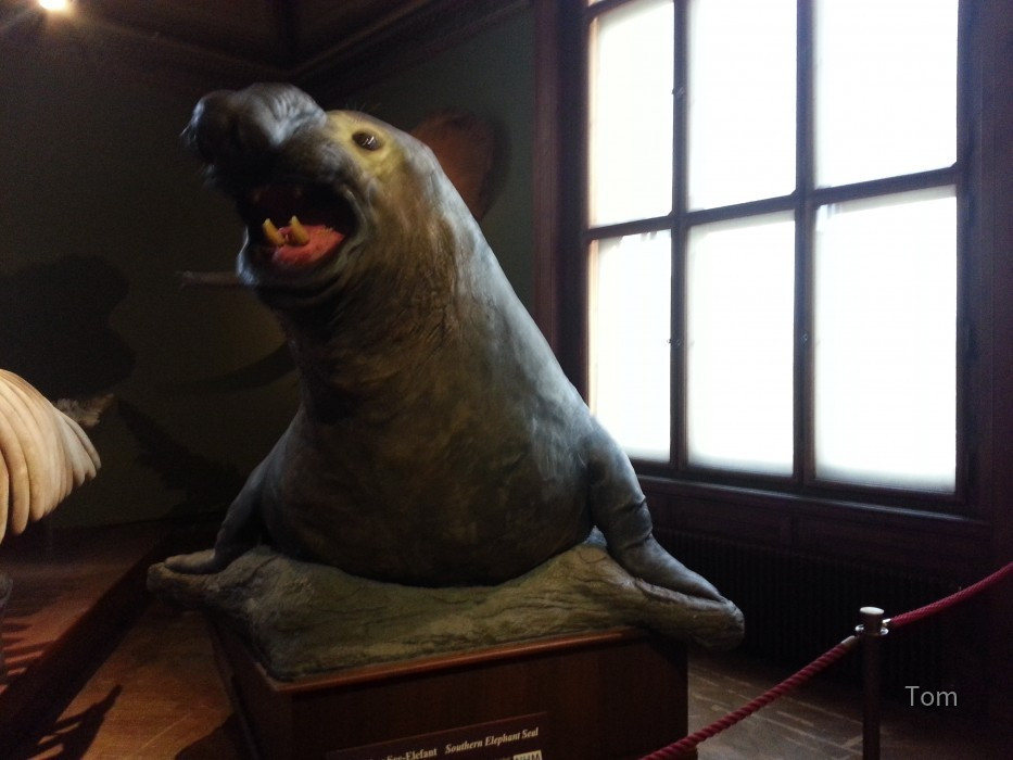 Naturhistorisches Museum