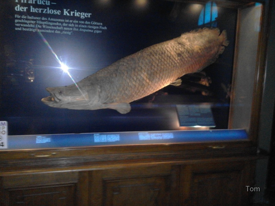 Naturhistorisches Museum