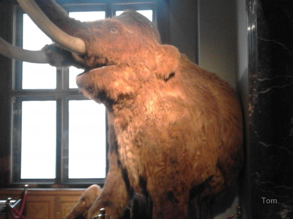 Mammut