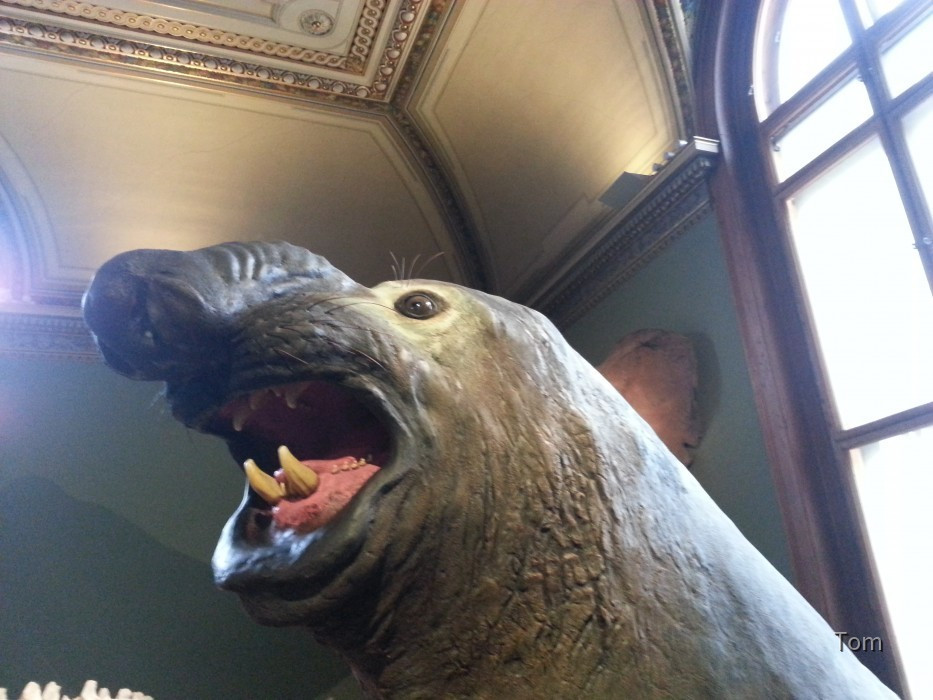 Naturhistorisches Museum