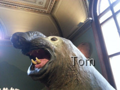 Naturhistorisches Museum