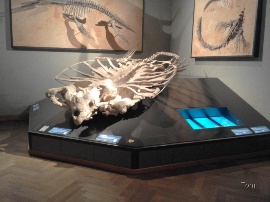 Groeste Schildkröte