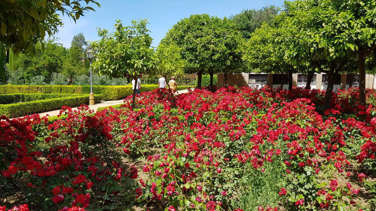 Alcázar 31
