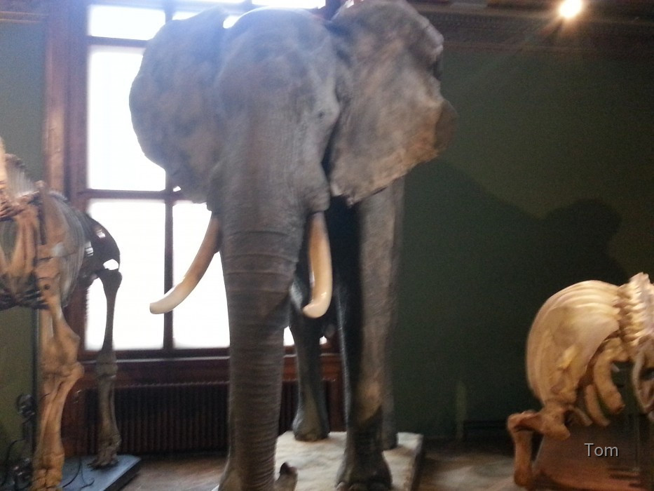 Naturhistorisches Museum