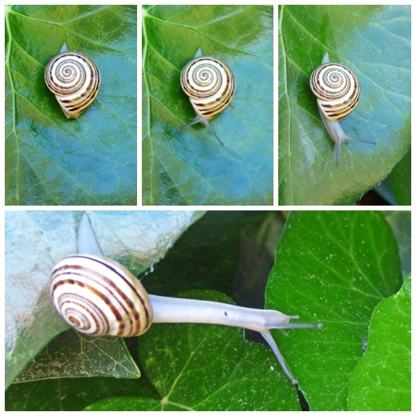 Schnecke