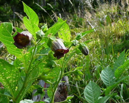 Tollkirsche, Blüte und Früchte