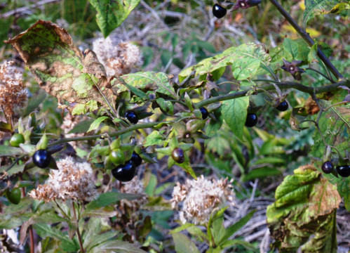 Tollkirsche, Blüte und Früchte