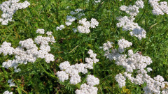 19.6.22 beim Filzenklaas