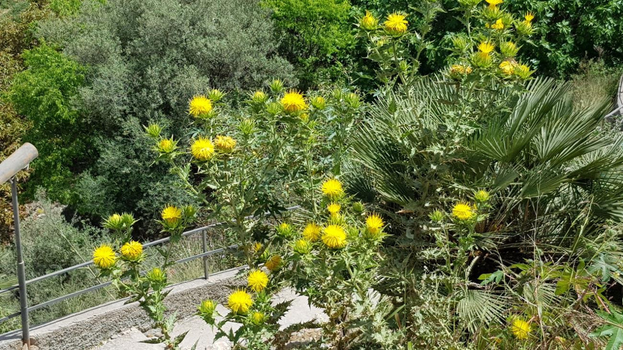 Frigiliana 09