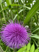Distel