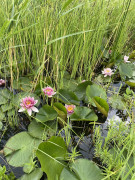 Seerosenteich