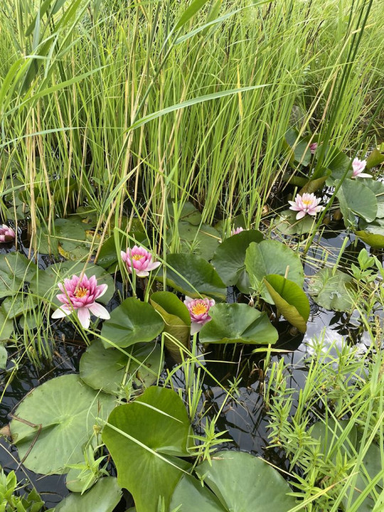 Seerosenteich